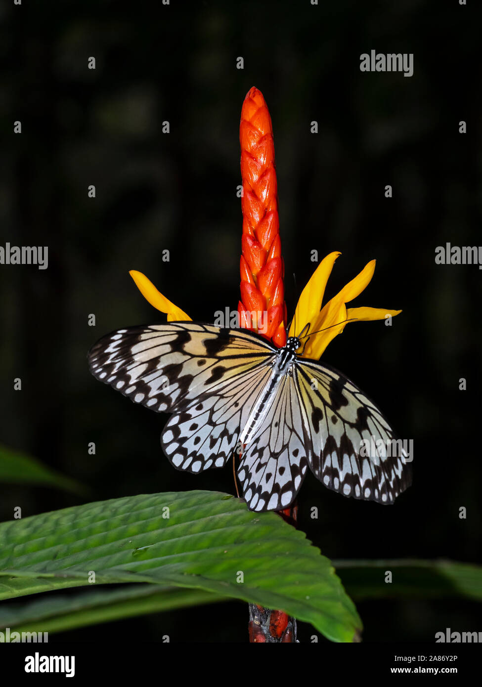 Gros plan du cerf-volant de papier, papier de riz ou grand arbre papillon nymphe idée leuconoe sur un rouge et jaune fleur tropicale Banque D'Images