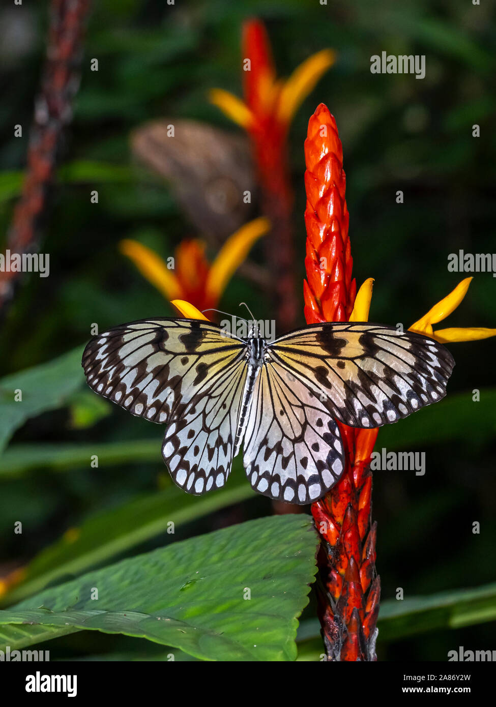 Gros plan du cerf-volant de papier, papier de riz ou grand arbre papillon nymphe idée leuconoe sur un rouge et jaune fleur tropicale Banque D'Images