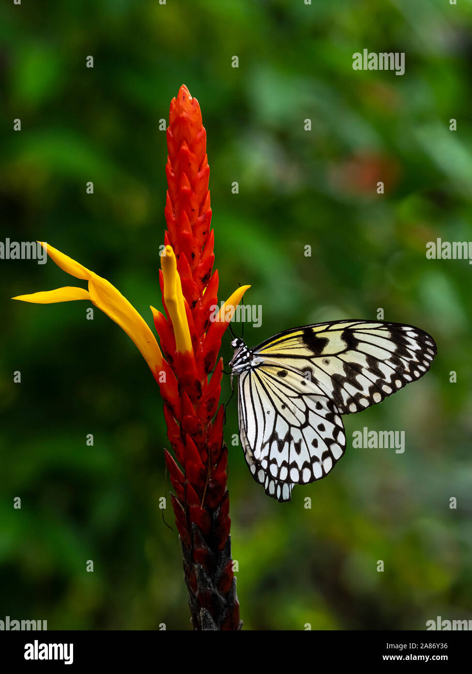 Gros plan du cerf-volant de papier, papier de riz ou grand arbre papillon nymphe idée leuconoe sur un rouge et jaune fleur tropicale Banque D'Images
