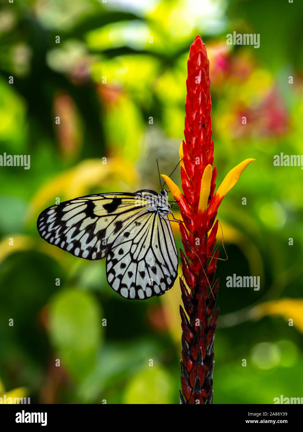 Gros plan du cerf-volant de papier, papier de riz ou grand arbre papillon nymphe idée leuconoe sur un rouge et jaune fleur tropicale Banque D'Images