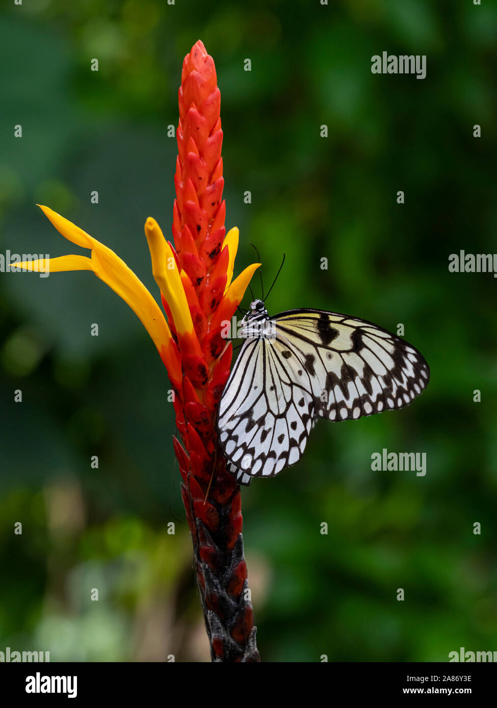 Gros plan du cerf-volant de papier, papier de riz ou grand arbre papillon nymphe idée leuconoe sur un rouge et jaune fleur tropicale Banque D'Images