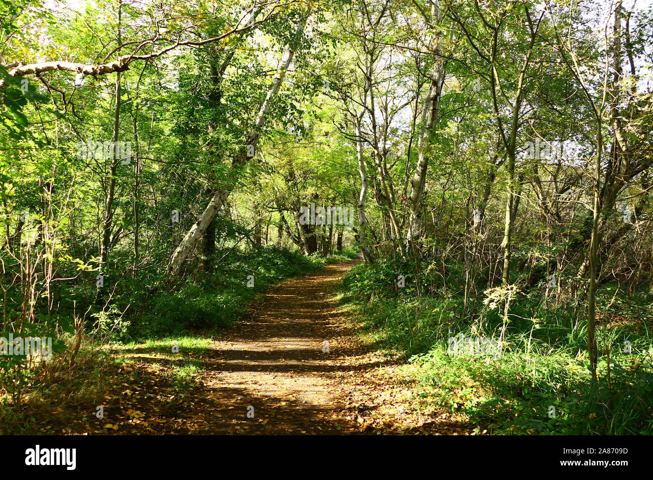 Fußweg am Laacher Voir in der Eifel Banque D'Images