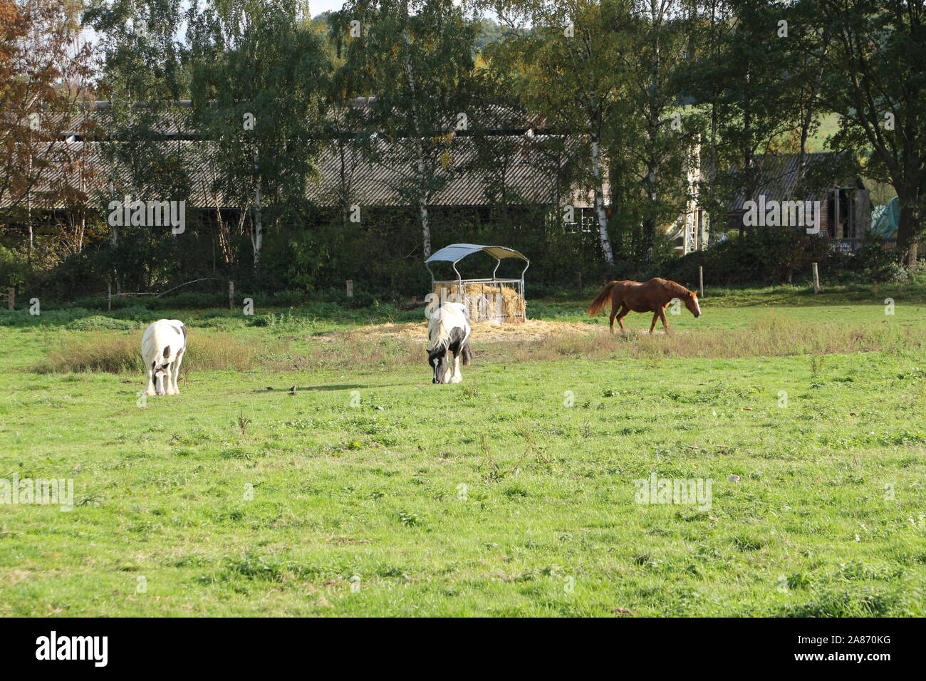 Herbstlandschaft am Laacher voir in der Eifel Banque D'Images