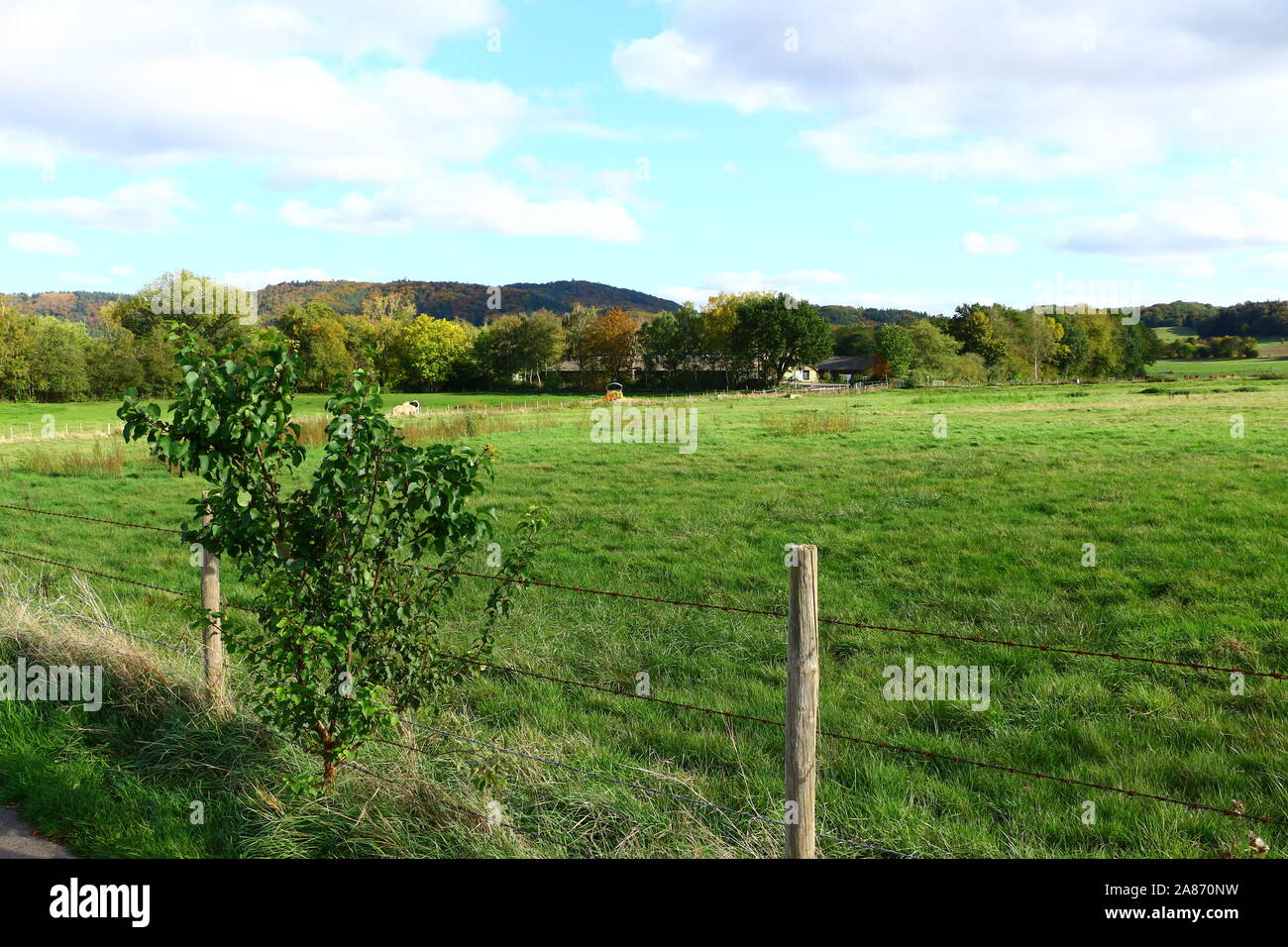 Herbstlandschaft am Laacher voir in der Eifel Banque D'Images
