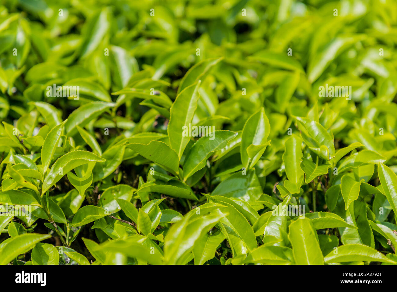 Les plantations de thé dans les Cameron Highlands en Malaisie Banque D'Images