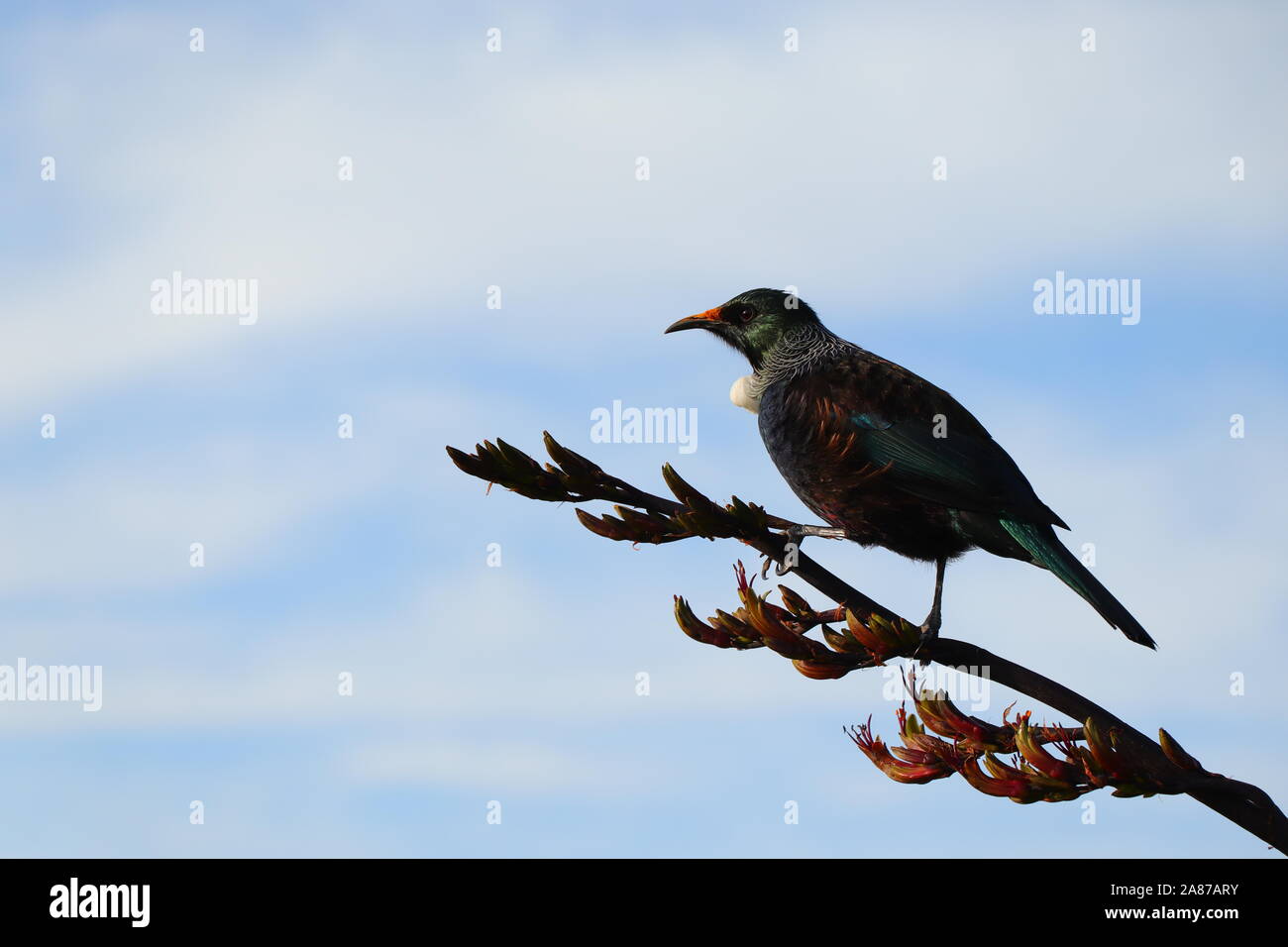 Nouvelle-zélande native bird Tui assis sur une branche,vue de côté. Banque D'Images