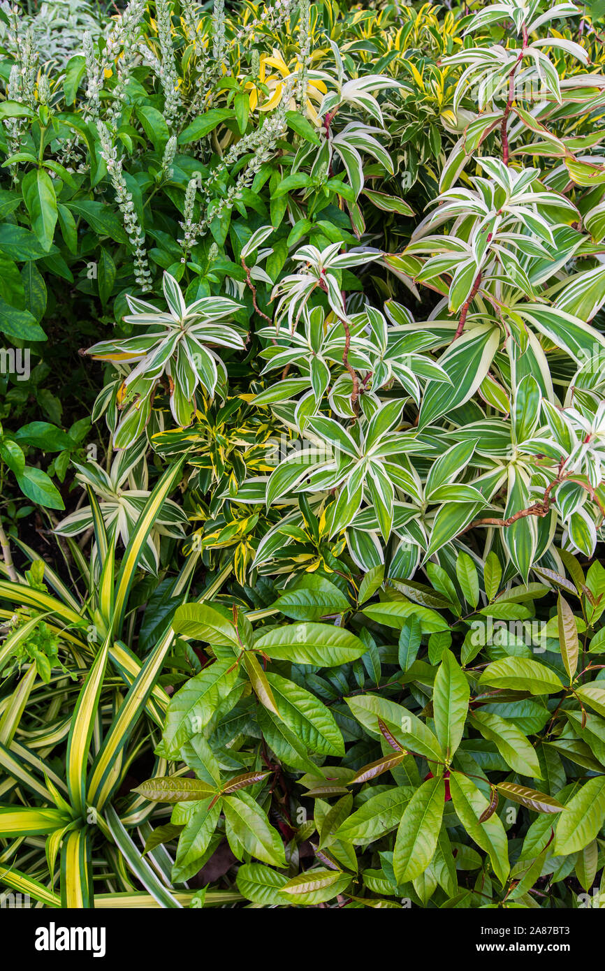 Explorer ou vous promener dans les jardins du lac Jurong pour profiter de la nature magnifique dans la partie ouest de Singapour Banque D'Images