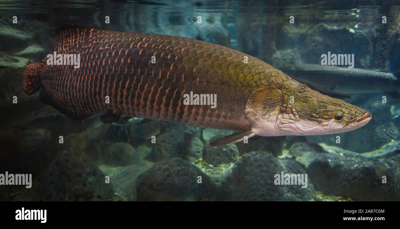 - Poisson pirarucu Arapaima Arapaima gigas un plus grand poisson d'eau douce des lacs et rivières en Brésil / poisson tête de serpent Banque D'Images