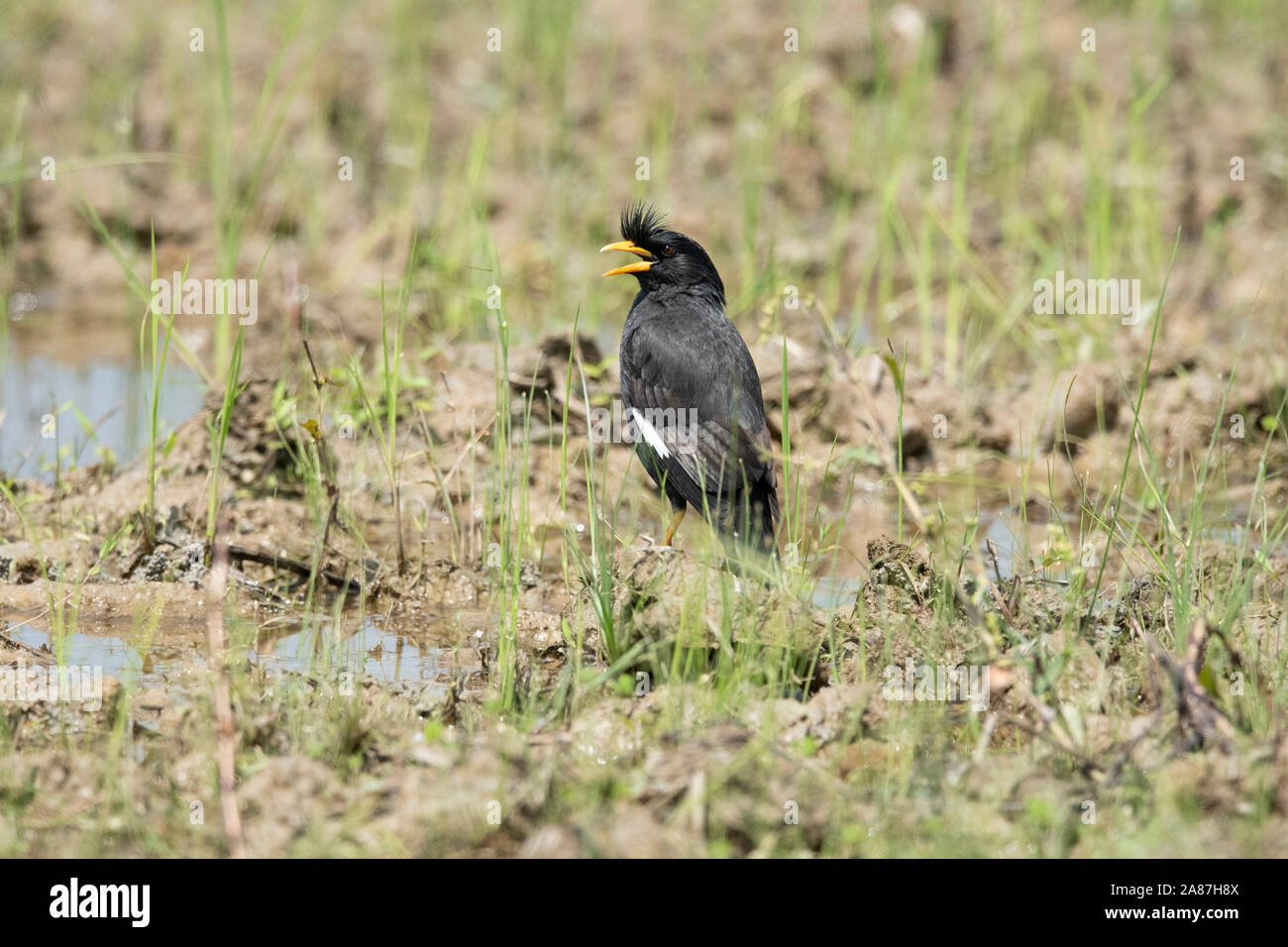 Grand Myna Acridotheres grandis, Dehing,,, Patkai WLS, Assam, Inde Banque D'Images