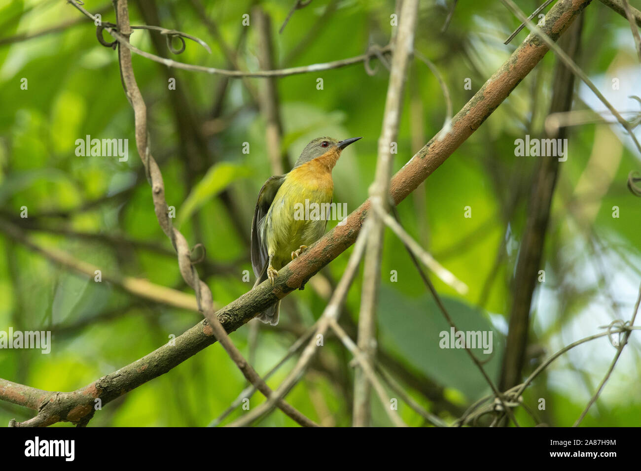 Ruby-cheeked Sunbird Chalcoparia singalensis, femelle, Dehing, Patkai, WLS, Assam, Inde Banque D'Images