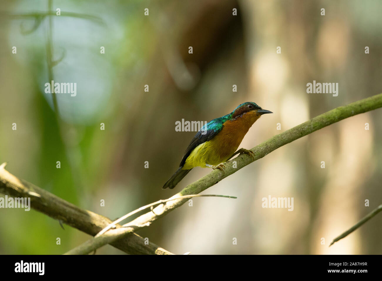 Ruby-cheeked Sunbird Chalcoparia singalensis, mâle, Dehing, Patkai, WLS, Assam, Inde Banque D'Images