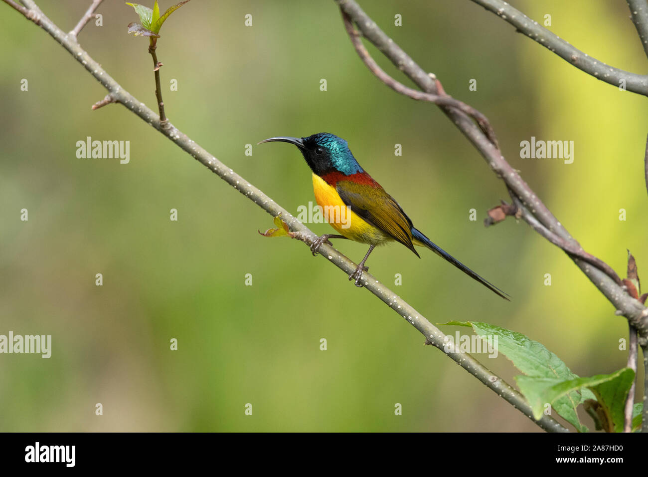 Souimanga à queue verte, Aethopyga nipalensis, Mishmi Hills, de l'Arunachal Pradesh, Inde Banque D'Images