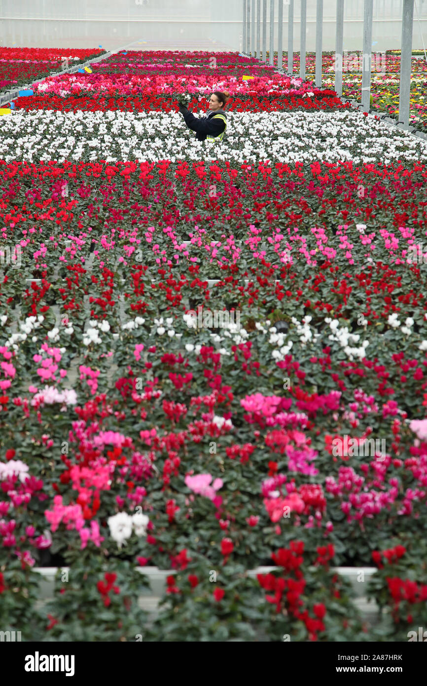 Il s'agit d'un éclaboussement de couleurs dans la serre à Neame Lea Crèches à Spalding, comme Vieraitiene Sandra inspecte cyclamen colorés avant qu'ils sont expédiés aux magasins avant Noël. Fleurs, Neame Lea pépinières, Spalding, Lincs., 5 novembre 2019. Banque D'Images