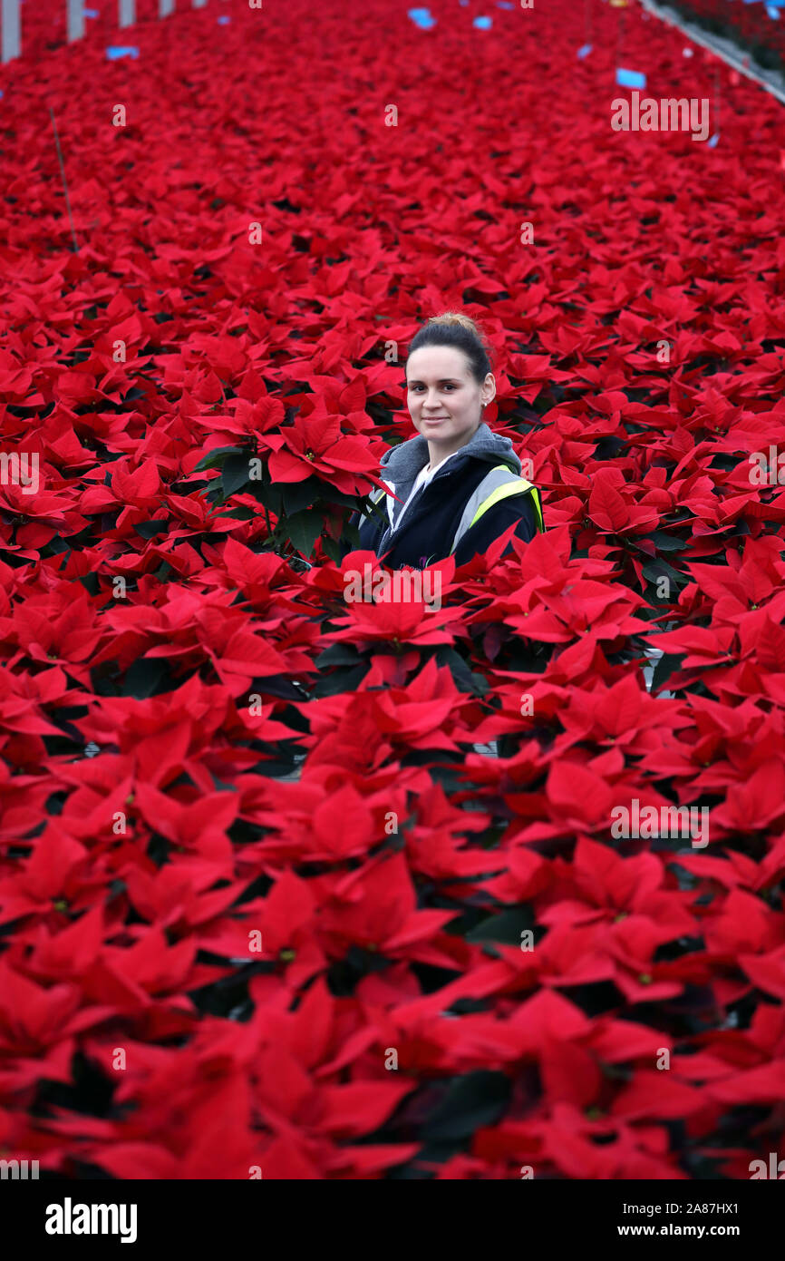 Il s'agit d'un éclaboussement de couleurs dans la serre à Neame Lea Crèches à Spalding, comme Vieraitiene Sandra inspecte les plants de poinsettias colorés avant qu'ils sont expédiés aux magasins avant Noël. Fleurs, Neame Lea pépinières, Spalding, Lincs., 5 novembre 2019. Banque D'Images