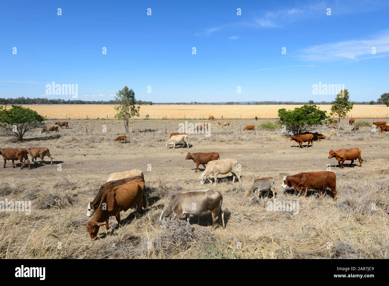 Le pâturage du bétail au cours d'une sécheresse dans l'Outback Queensland, Australie Banque D'Images