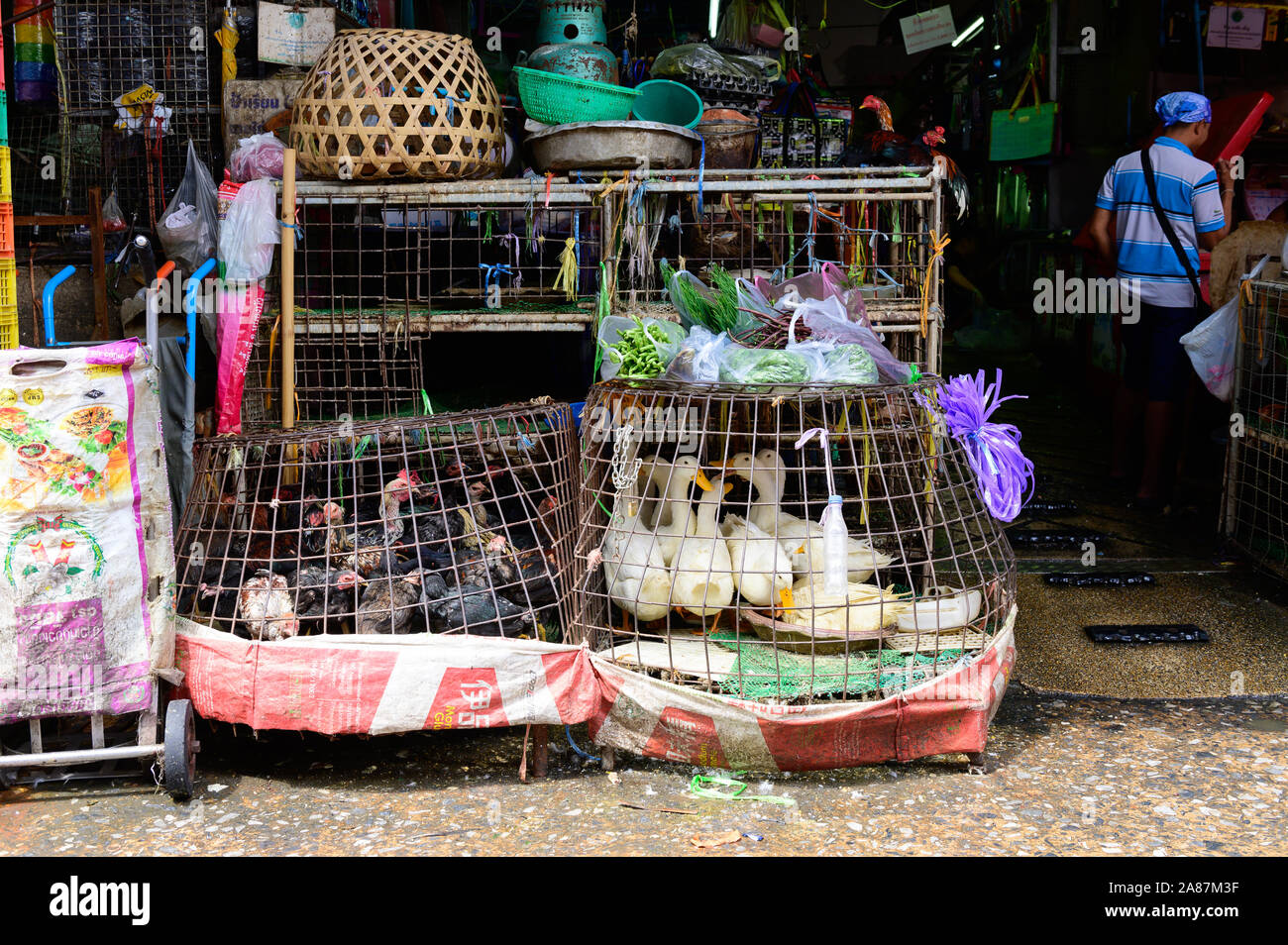 Vivent les canards et poulets en vente au marché de Khlong Toei Banque D'Images