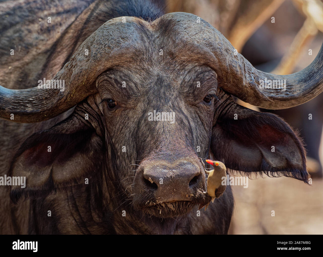 Buffle d'Afrique - Syncerus caffer ou buffle est un grand l'Afrique subsaharienne. Portrait dans le bush au Zimbabwe. Banque D'Images