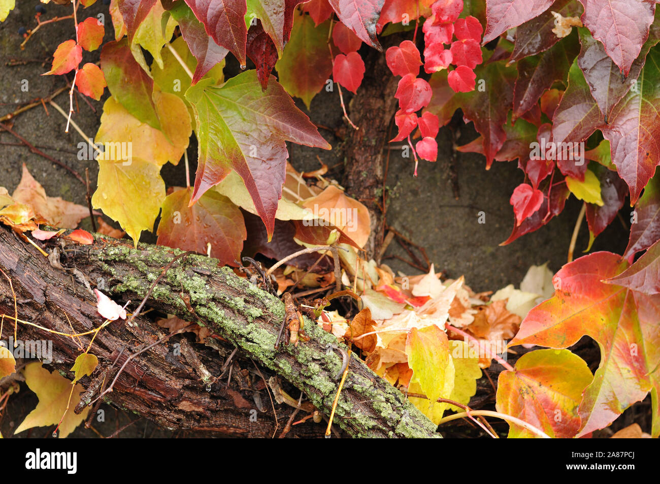 Plante grimpante au mur du jardin en automne avec de gros vieux cultivé avec la direction générale de mousse et de lichen Banque D'Images