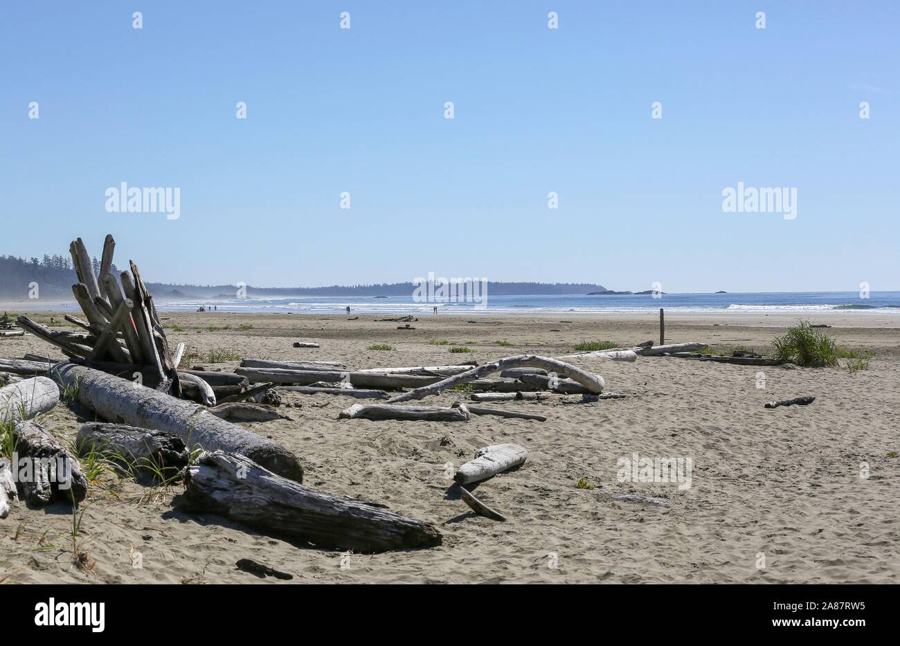 Tofino, Kanada. 05 Sep, 2014. 05.09.2014, Canada, Tofino, côte de Tofino, Vancouver Island, du bois flotté sur la plage, Chesterman Beach, photo : Snowfield, Photographie | Conditions de crédit dans le monde entier : dpa/Alamy Live News Banque D'Images