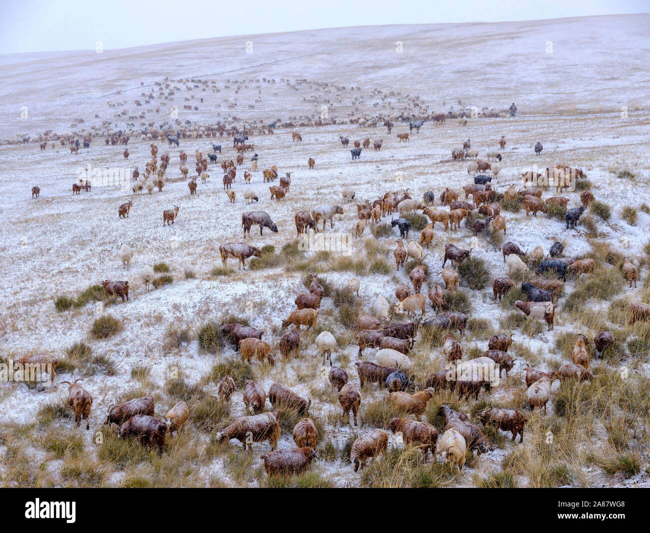 Troupeau de chèvres dans une tempête de neige, steppe de Mongolie, l'aimag Bulgan Bulgan, province, la Mongolie Banque D'Images