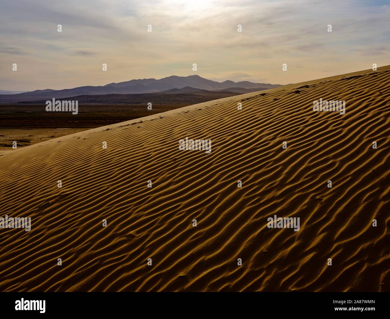 Dunes de sable d'Elsen Tasarkhai, Bulgan Bulgan Aimag, province, la Mongolie Banque D'Images
