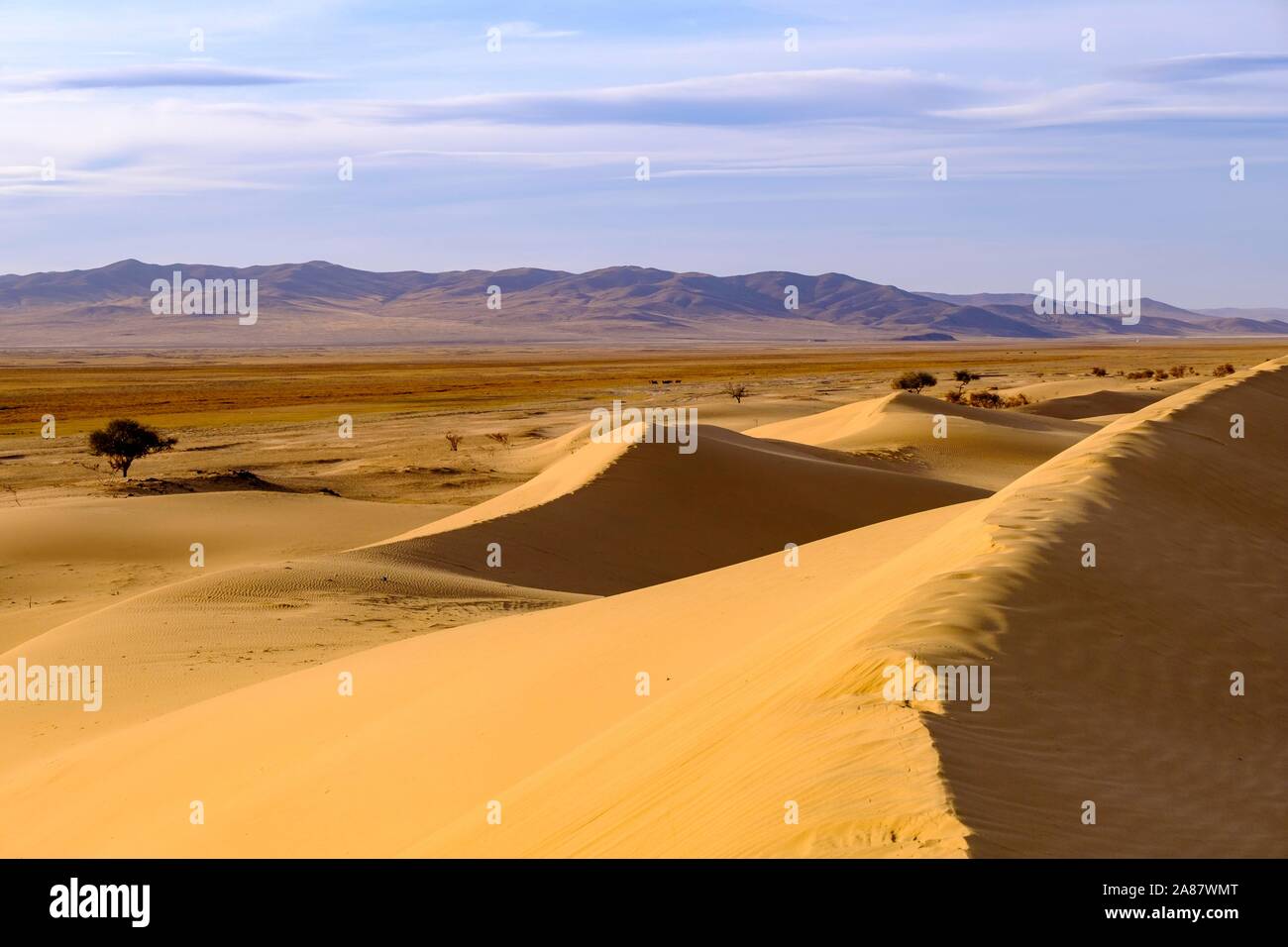 Dunes de sable d'Elsen Tasarkhai, Bulgan Bulgan Aimag, province, la Mongolie Banque D'Images