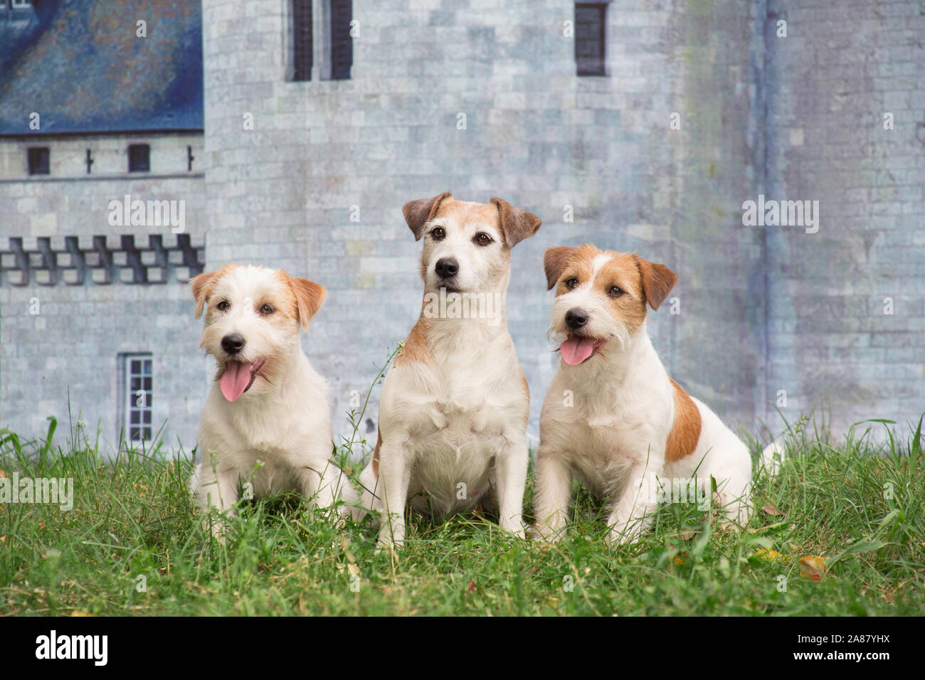 Trois chiots Jack Russell Terrier sont assis sur l'herbe verte dans le contexte d'un mur de pierre d'un ancien château. Animaux de compagnie. D pure race Banque D'Images