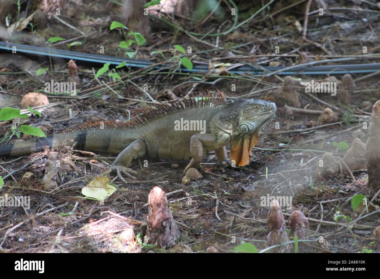 Oleta River State Park à Miami, Floride - l'iguane vert envahissantes causent des dommages à l'environnement Banque D'Images
