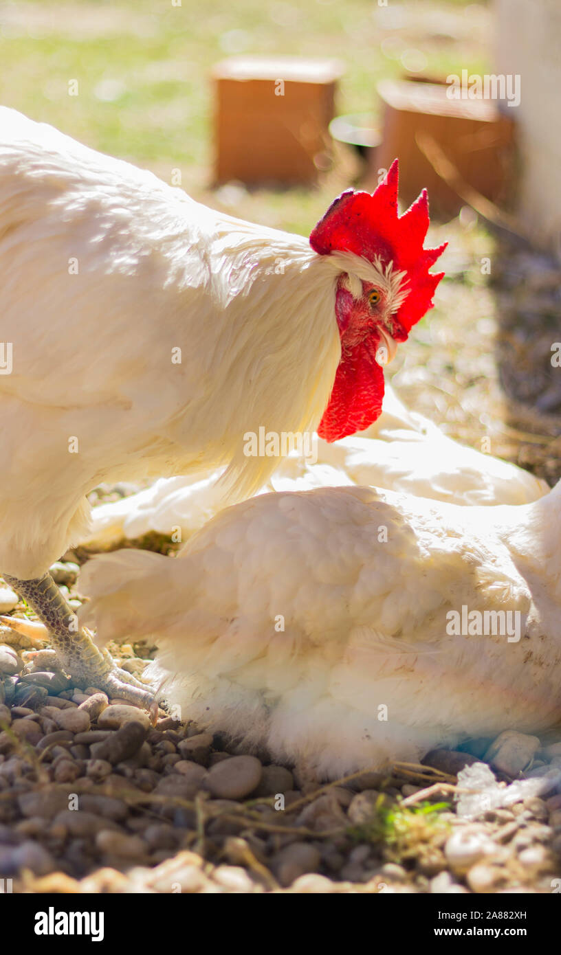 Bresse Gauloise Poulet, coq, Bresse Hühner, Bresse Henne, Hahn, à Janja Bulgarien Banque D'Images