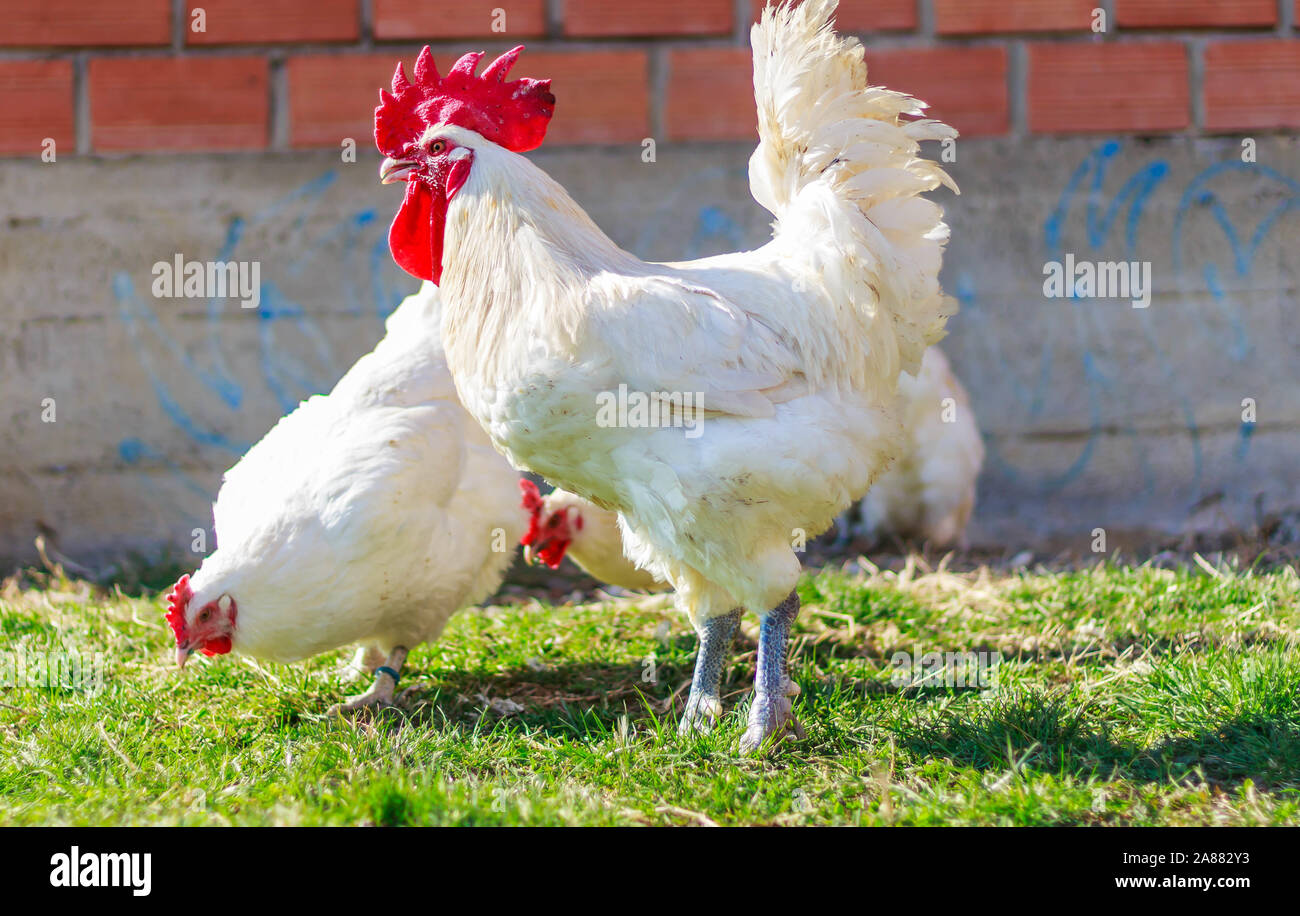 Bresse Gauloise Poulet, coq, Bresse Hühner, Bresse Henne, Hahn, à Janja Bulgarien Banque D'Images Bresse Gauloise Poulet, coq, Bresse Hühner, Bresse Henne, Hahn, à Janja Bulgarien Banque D'Images