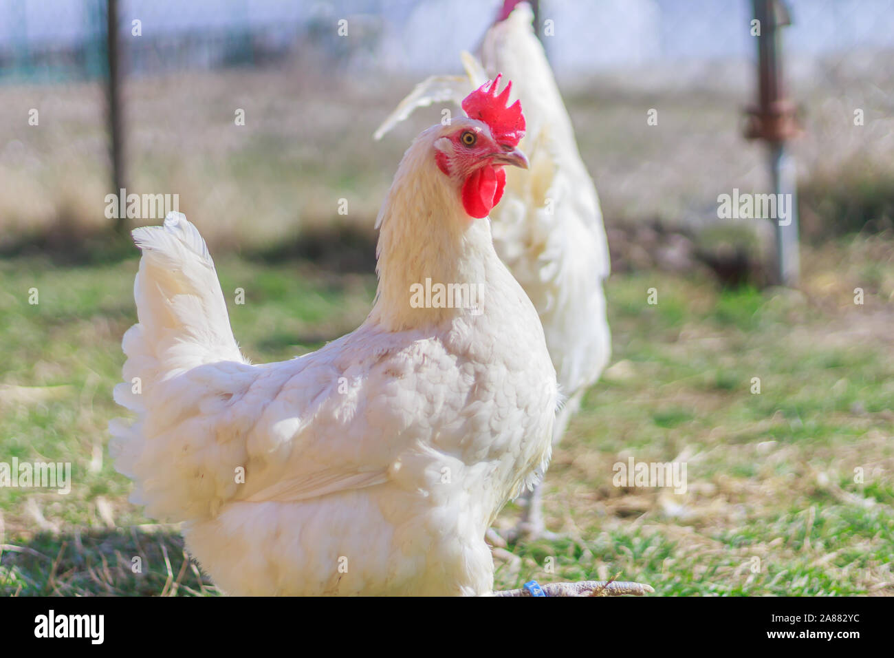 Bresse Gauloise Poulet, coq, Bresse Hühner, Bresse Henne, Hahn, à Janja Bulgarien Banque D'Images Bresse Gauloise Poulet, coq, Bresse Hühner, Bresse Henne, Hahn, à Janja Bulgarien Banque D'Images