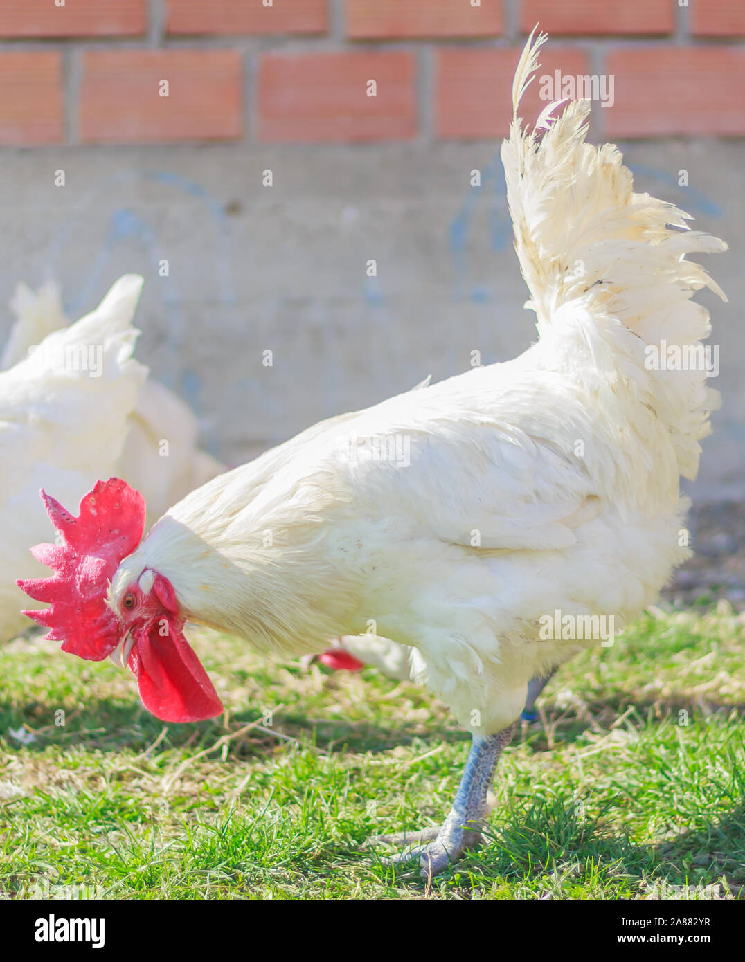Bresse Gauloise Poulet, coq, Bresse Hühner, Bresse Henne, Hahn, à Janja Bulgarien Banque D'Images Bresse Gauloise Poulet, coq, Bresse Hühner, Bresse Henne, Hahn, à Janja Bulgarien Banque D'Images