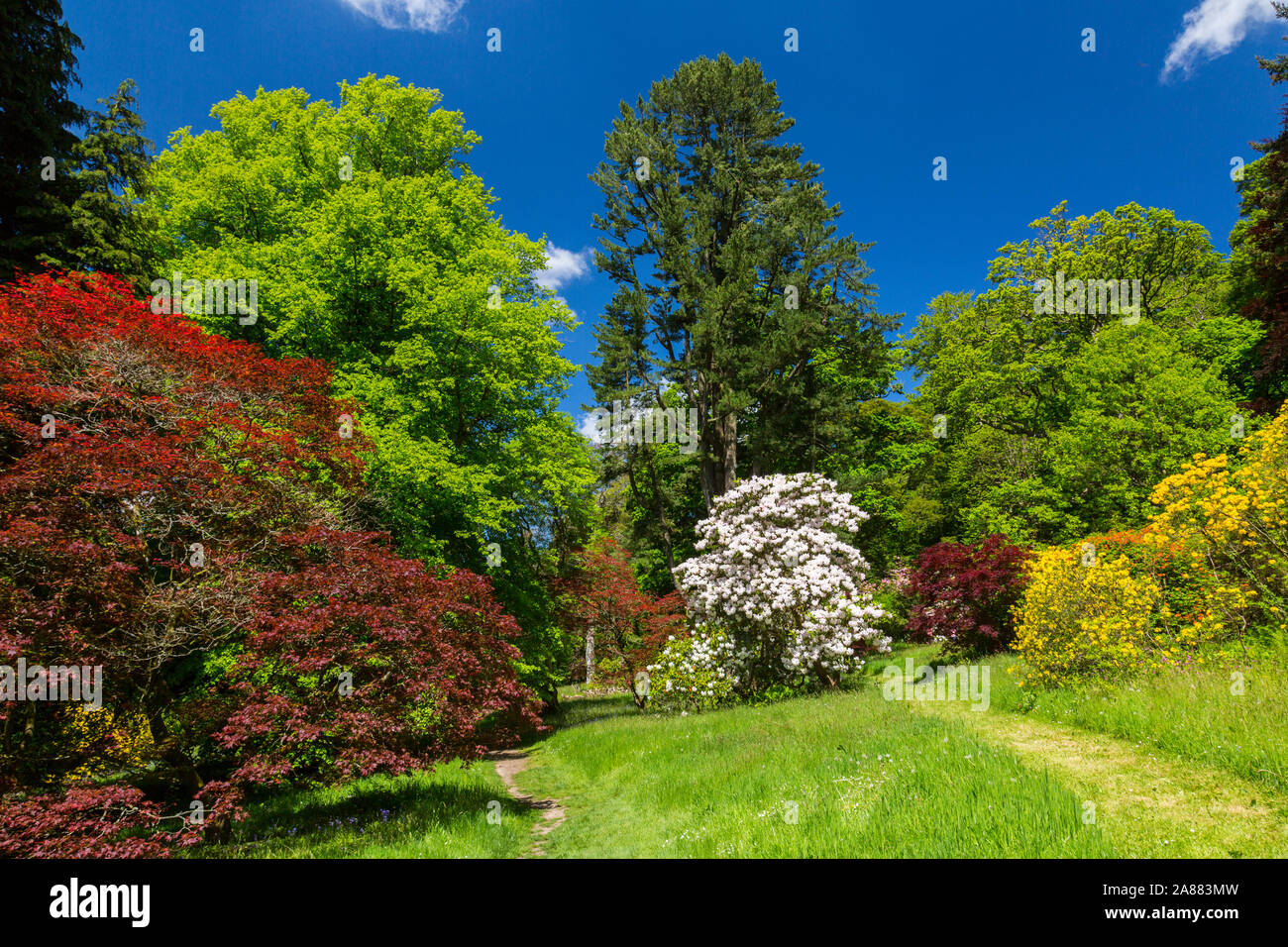 Un vivid de rhododendron coloré fleurs à Stourhead Gardens, Wiltshire, England, UK Banque D'Images