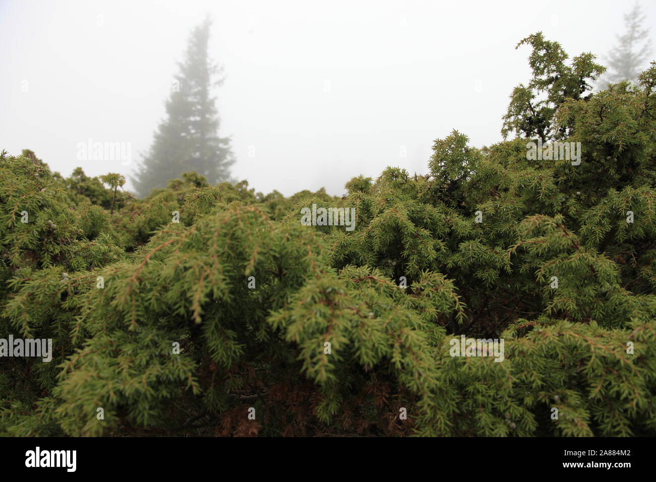 Juniperus communis avec sapins dans la brume Banque D'Images