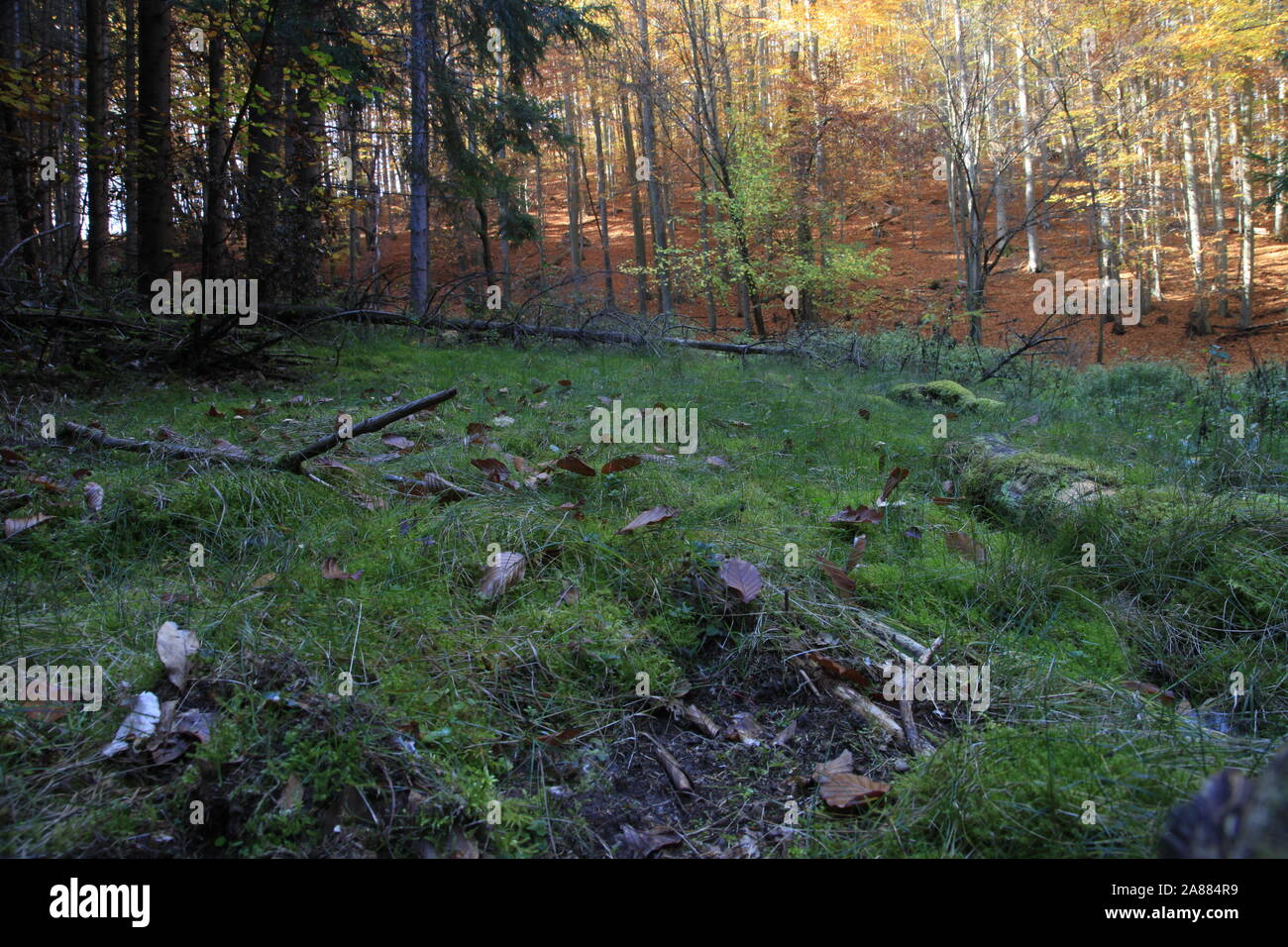 Frontière entre la verte prairie et forêt de hêtres Banque D'Images