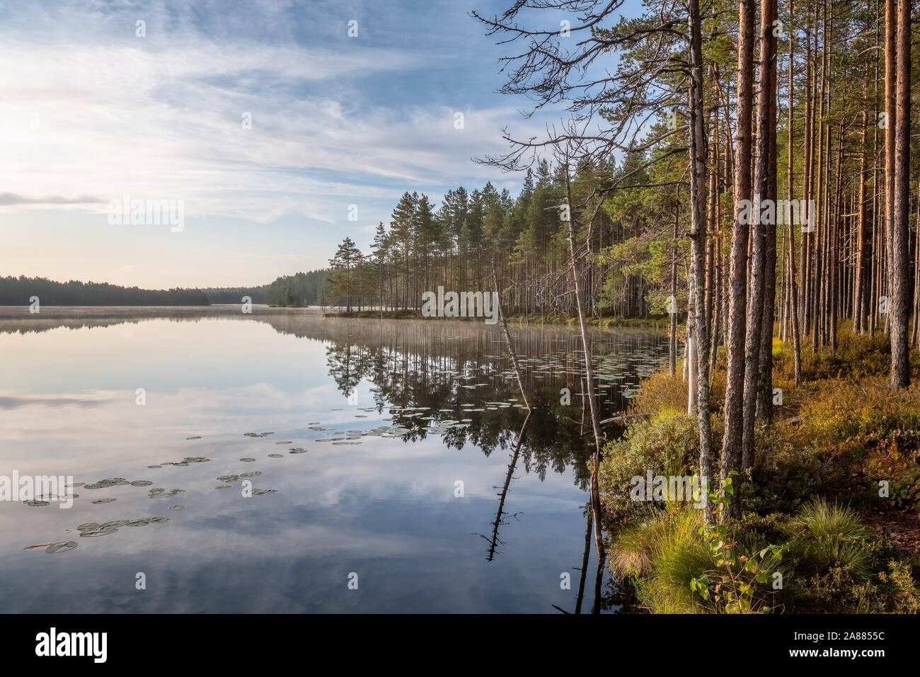 Paysage panoramique avec Sunrise Lake et de bois au matin d'été paisible en Finlande Banque D'Images