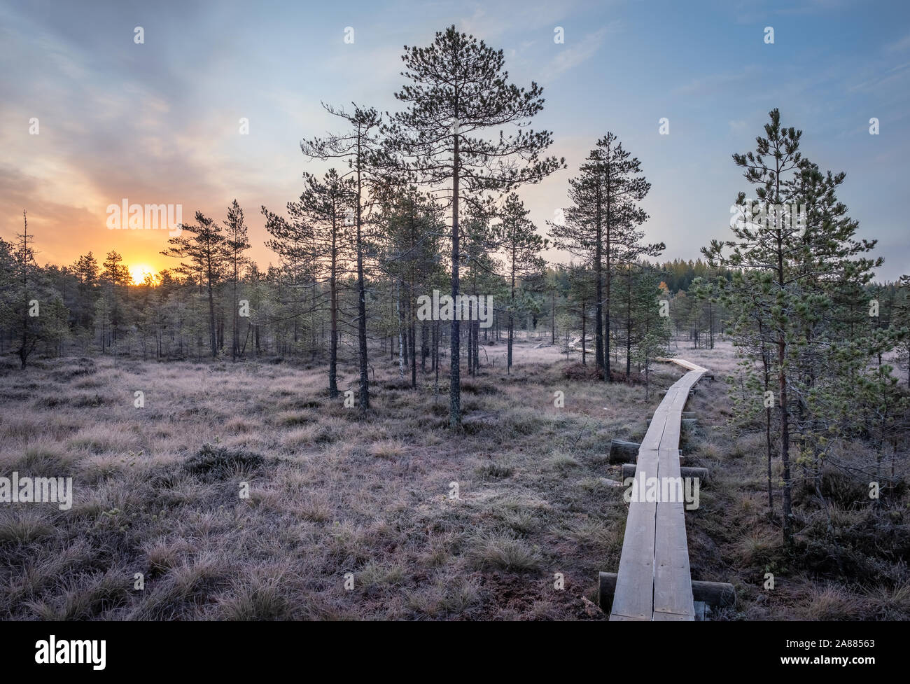Vue panoramique de marécage à wooden path au matin d'automne dans des milieux humides, la Finlande Banque D'Images