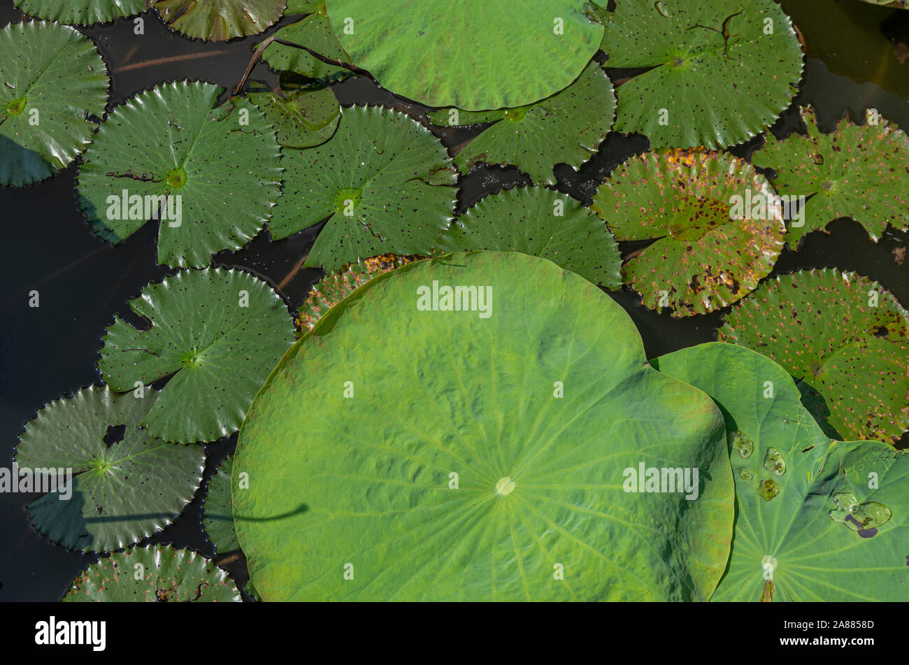 Photo de feuilles de lotus flottant sur l'eau - close up Banque D'Images