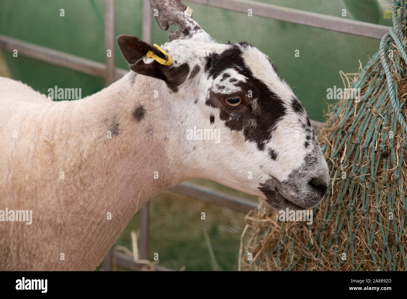 Balmoral Show, Lisburn, Irlande du Nord Banque D'Images