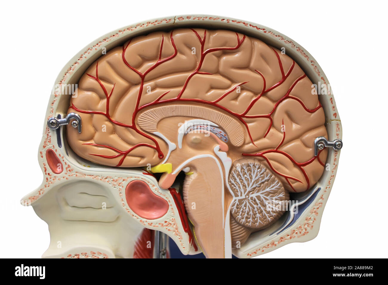 Section du cerveau Banque D'Images