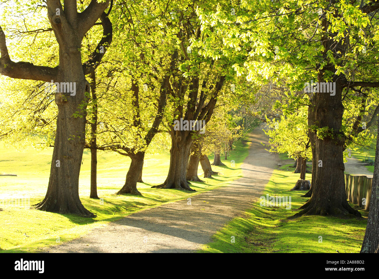 Beaux chênes verts bordant un chemin qui mène vers une destination inconnue. Matin de printemps ou le soir avec la lumière airy atmsophere. Banque D'Images