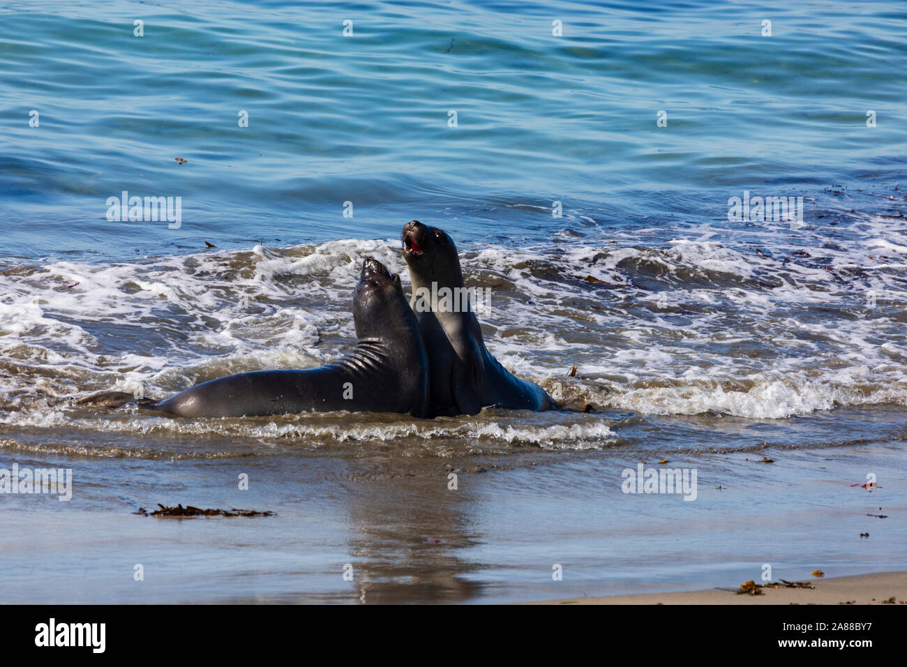 L'Éléphant femelle combats dans la mer, Mirounga angustirostris, à la colonie de Piedras Blancas, San Simeon, California, United States of America Banque D'Images