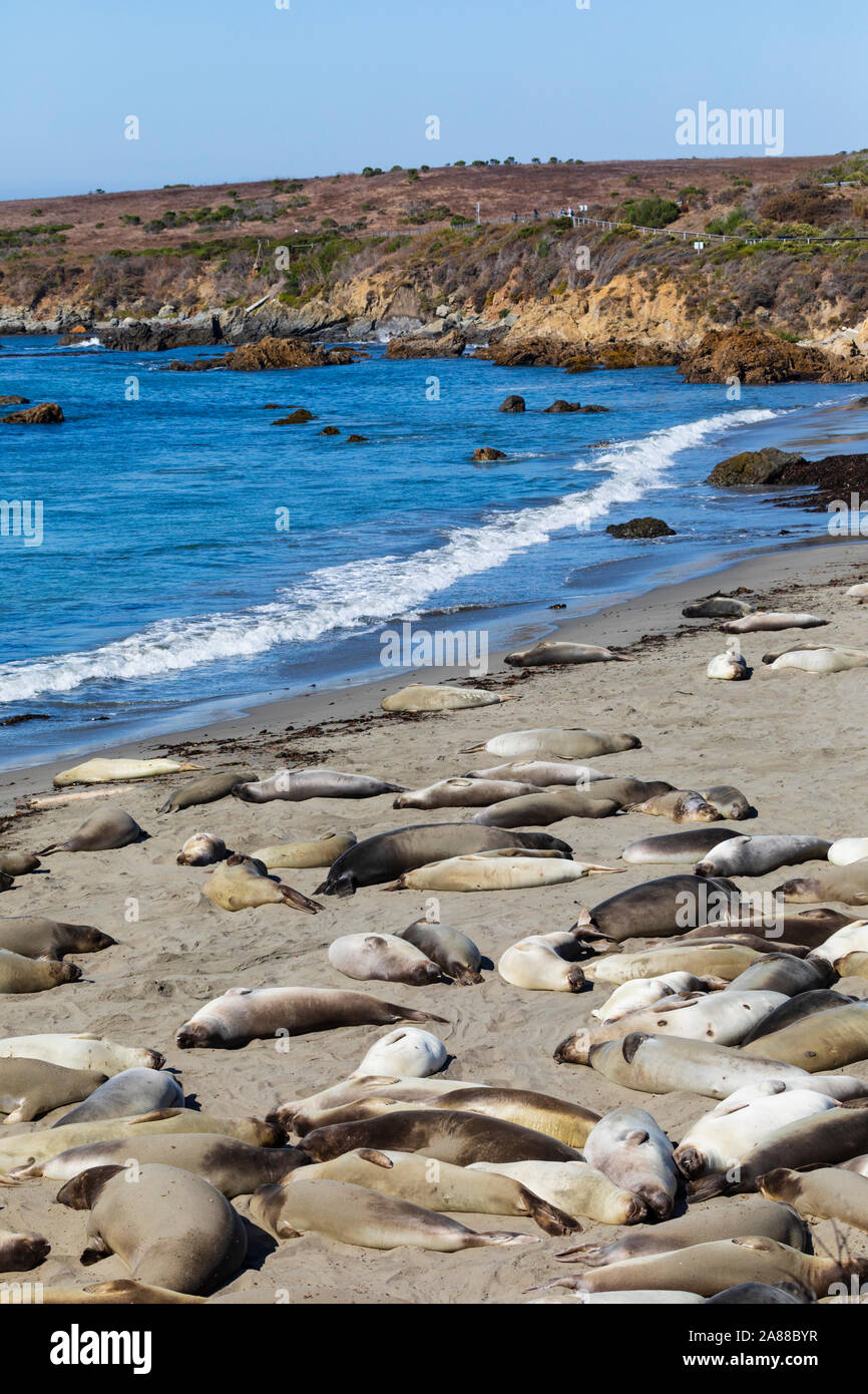 Les éléphants de mer, Mirounga angustirostris, à la colonie de Piedras Blancas, San Simeon, Pacific Coast Highway, SR1, California, USA Banque D'Images