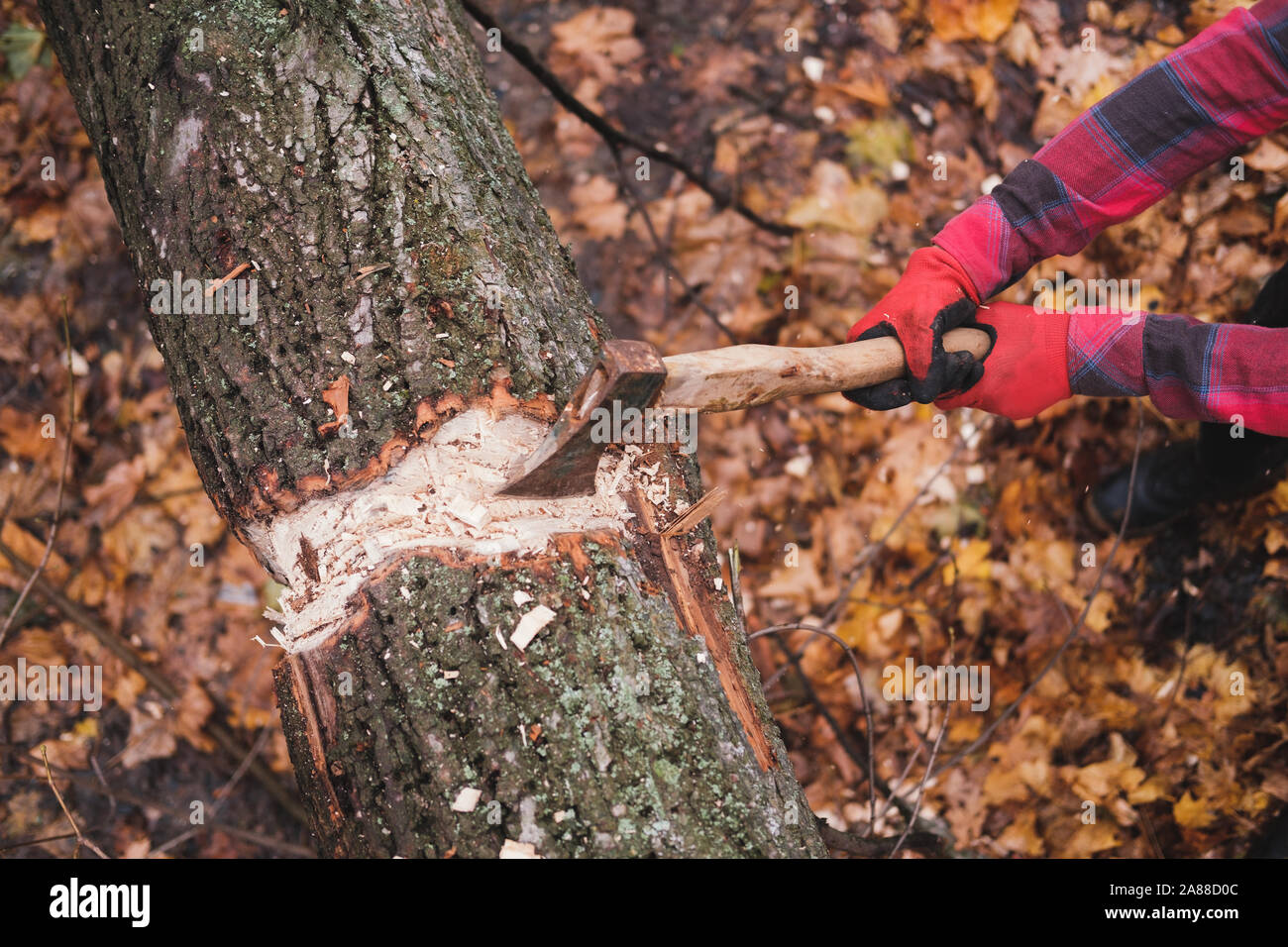 Woodman avec une hache dans la forêt. Le lumberjack se trouve près d'un arbre dans les bois Banque D'Images