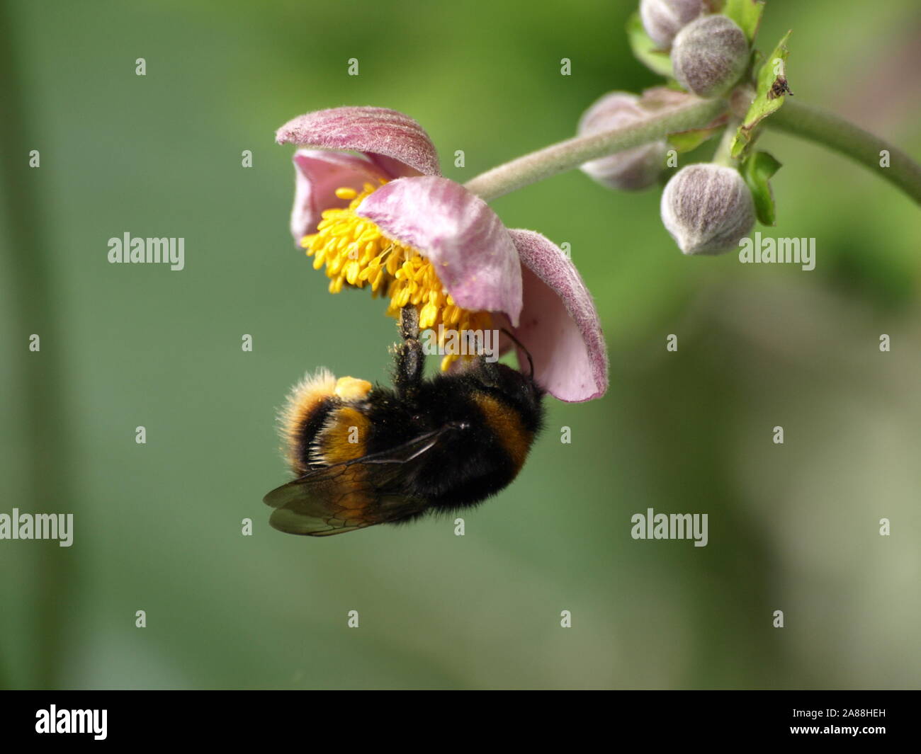 Buff-tailed Bumblebee sur Anemone japonais Banque D'Images