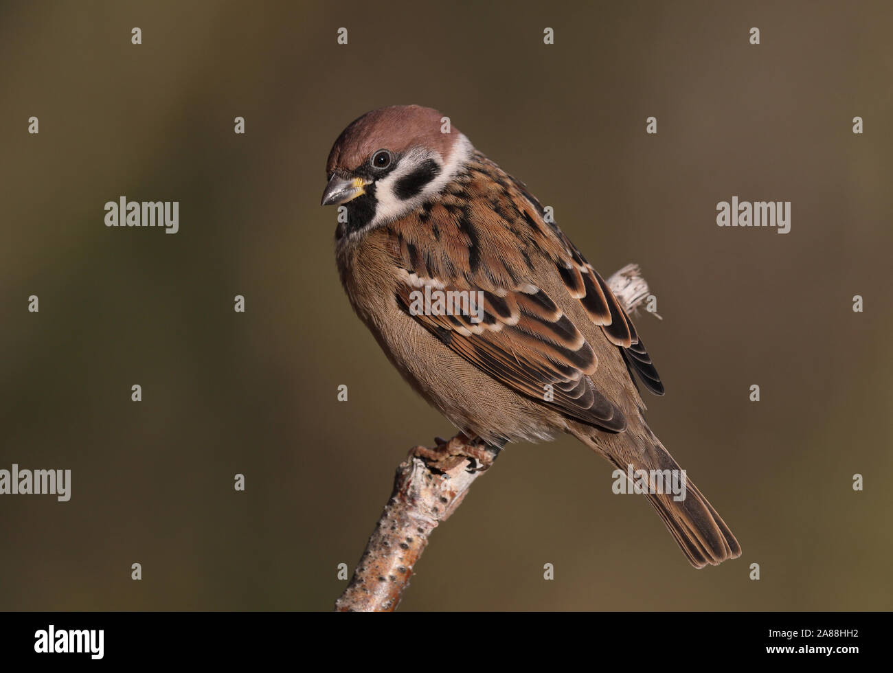 Moineau d'arbre eurasien, Passer montanus assis sur la perche, fond propre Banque D'Images