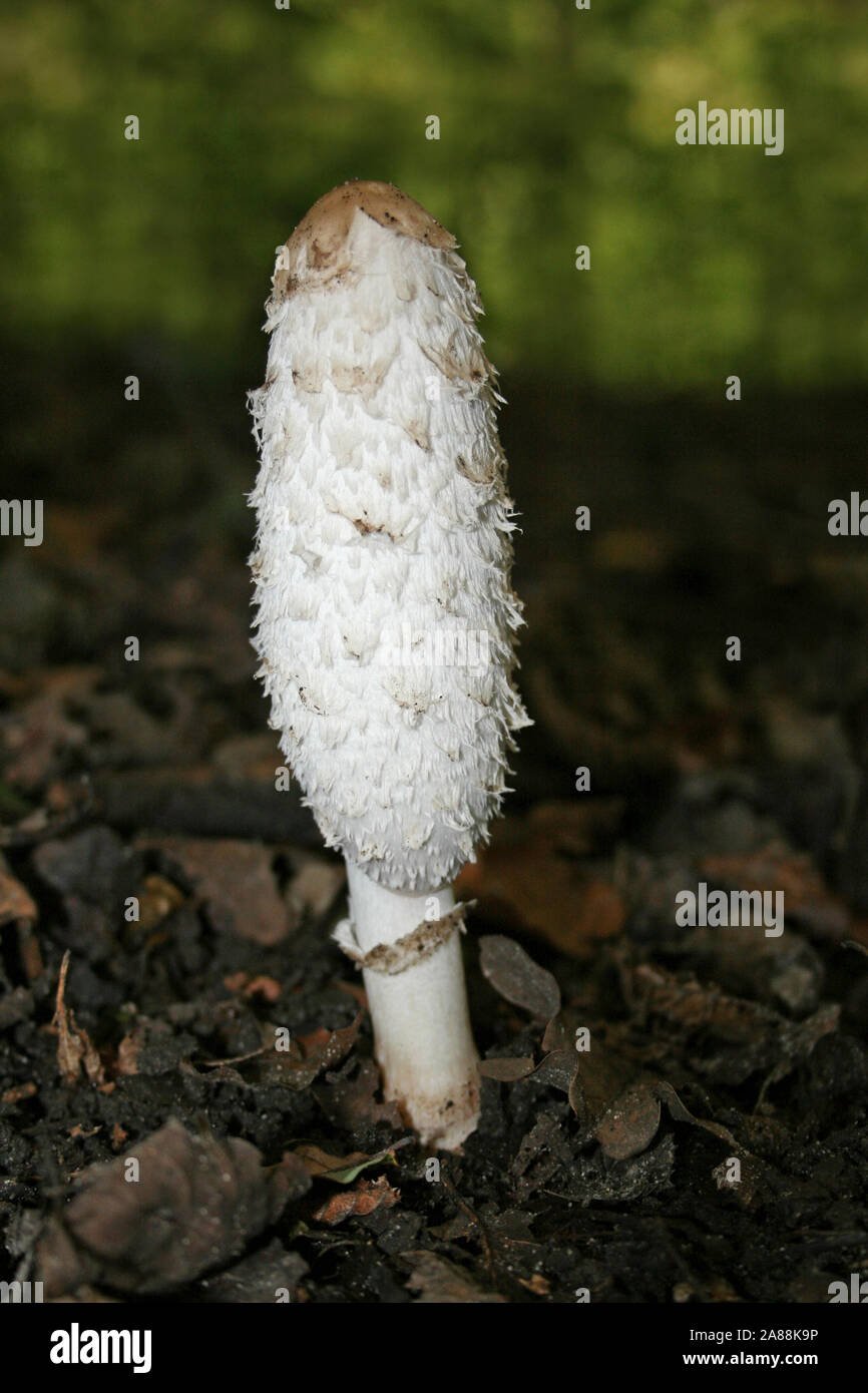 Shaggy Inkcap ou l'avocat, Coprinus comatus perruque Banque D'Images