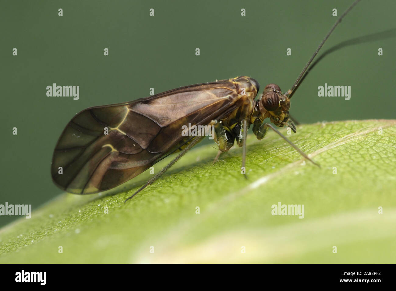 Metylophorus nebulosus barkfly reposant sur des feuilles de hêtre. Tipperary, Irlande Banque D'Images