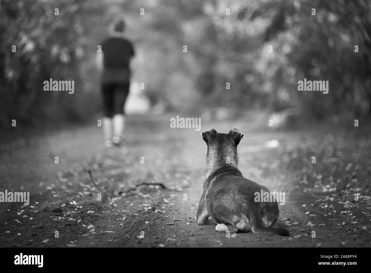 Le chien est abandonné par son propriétaire dans la forêt. Photo en noir et blanc Banque D'Images