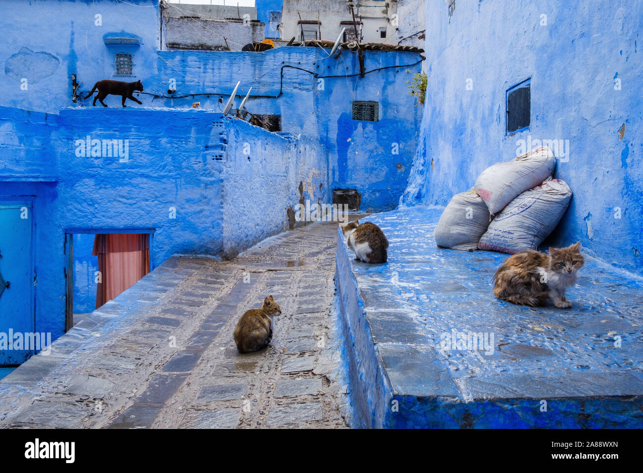 Maroc : Chefchaouen, la ville bleue. Les chats dans la médina Banque D'Images
